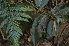 Bridelia leichhardtii