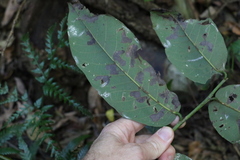 Bridelia leichhardtii