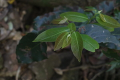 Bridelia leichhardtii