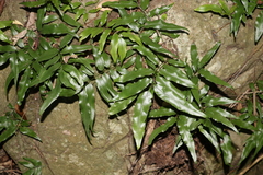 Arthropteris tenella