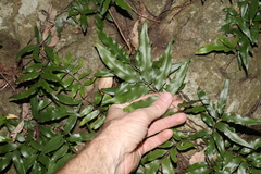 Arthropteris tenella