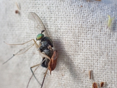 Dolichopus nigricornis