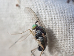 Dolichopus nigricornis