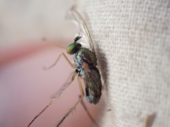 Dolichopus nigricornis