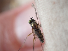 Dolichopus nigricornis