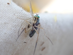 Dolichopus nigricornis