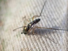 Dolichopus nigricornis