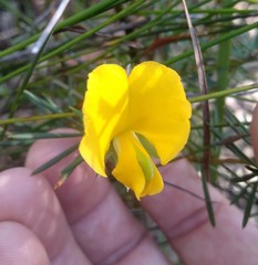 Gompholobium grandiflorum