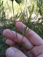Gompholobium grandiflorum