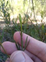 Gompholobium grandiflorum