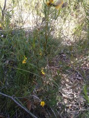 Gompholobium grandiflorum