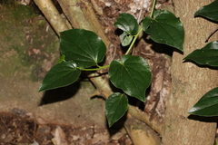 Piper hederaceum