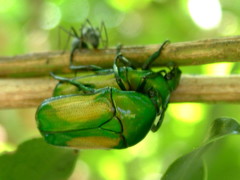 Chlorocala africana subsuturalis