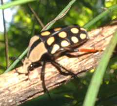 Mecynorhina passerinii