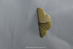 Idaea actiosaria