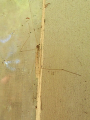 Tipulomorpha