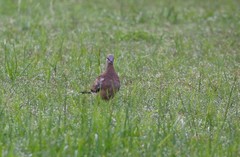 Streptopelia chinensis
