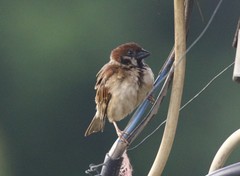 Passer montanus