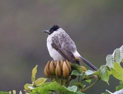 Pycnonotus aurigaster