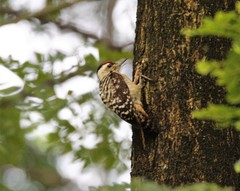 Dendrocopos analis