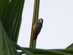 Dendrocopos analis