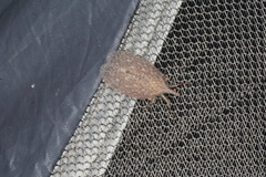 Rentinus dilatatus