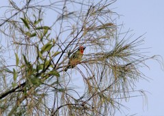 Psilopogon haemacephalus