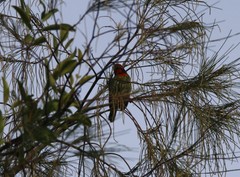 Psilopogon haemacephalus