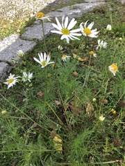 Tripleurospermum inodorum