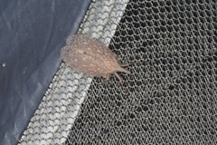 Rentinus dilatatus