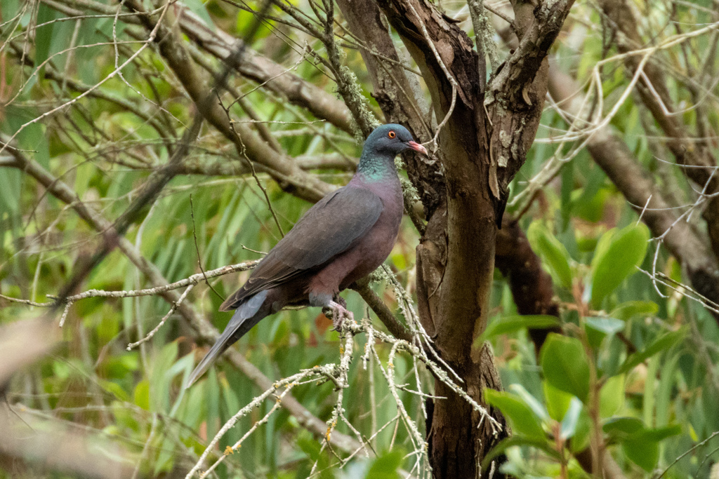 Foto de Laurel Pigeon