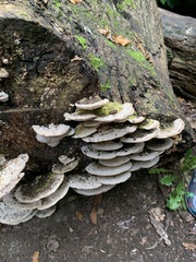 Trametes gibbosa