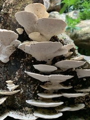 Trametes gibbosa