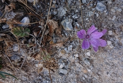 Erodium boissieri
