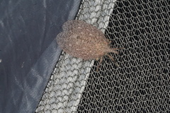 Rentinus dilatatus