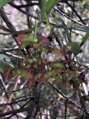 Dodonaea truncatiales