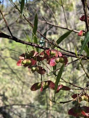 Dodonaea truncatiales