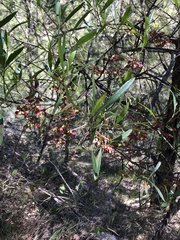 Dodonaea truncatiales