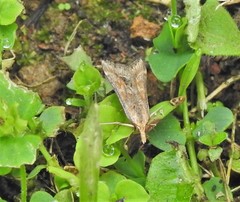 Diasemia