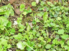 Diasemia