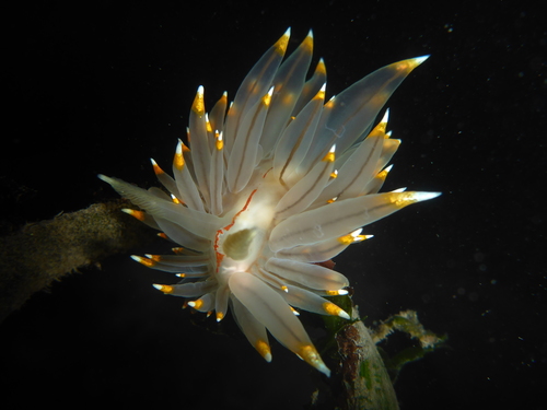 White-and-orange-tipped Nudibranch