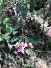 Boronia mollis