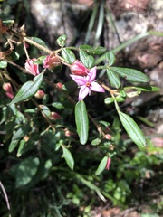 Boronia mollis