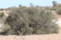 Acacia nyssophylla