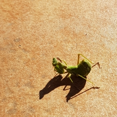 Ameles spallanzania