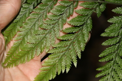 Parapolystichum microsorum