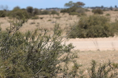 Acacia nyssophylla