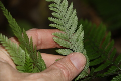 Parapolystichum microsorum