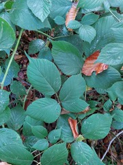 Rubus tereticaulis