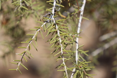 Acacia nyssophylla